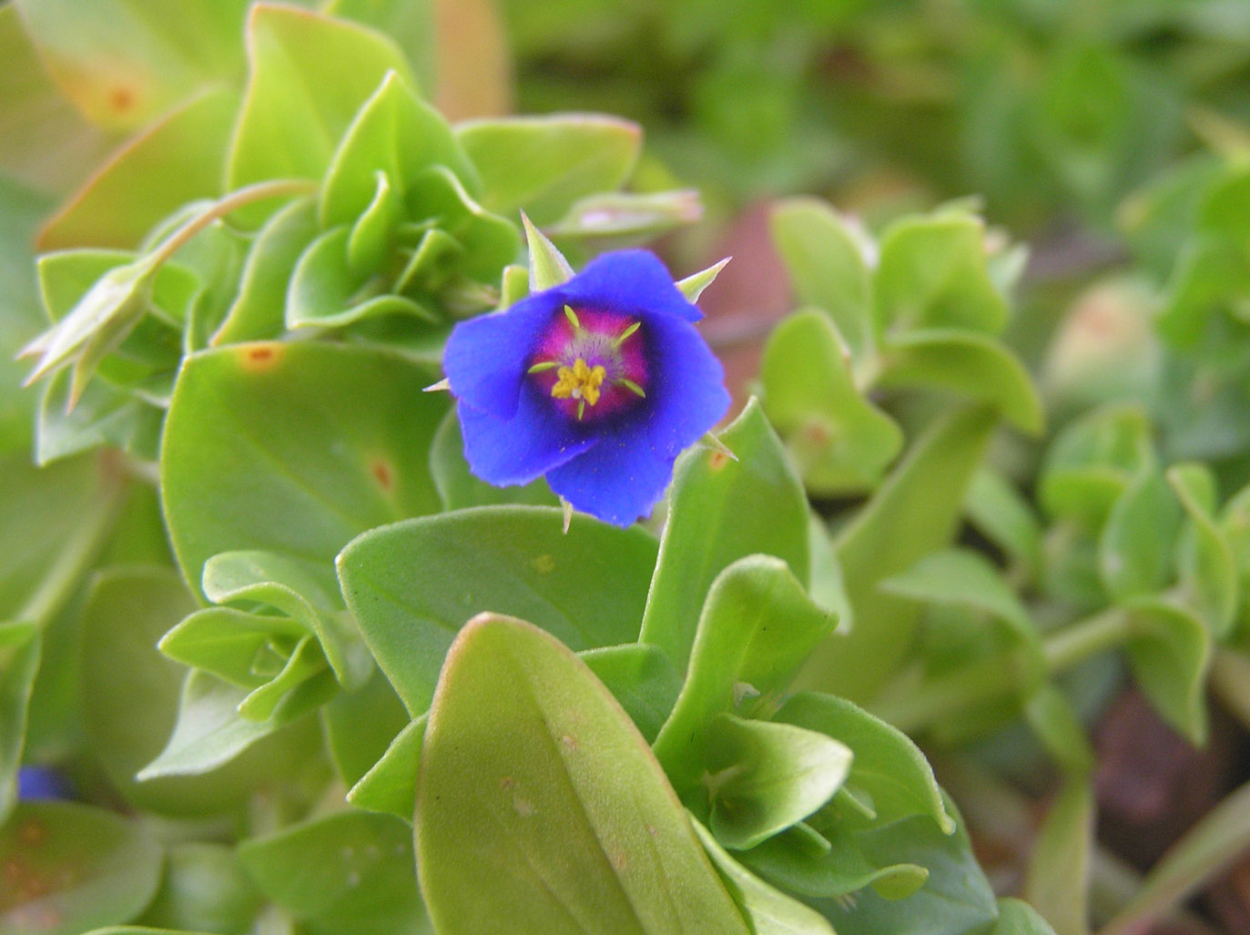 Cagliaritano: Solanum, Anagallis e  Malva.